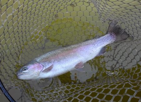 大安トラウトレイク 釣果